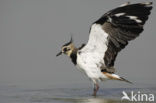 Lapwing (Vanellus vanellus)