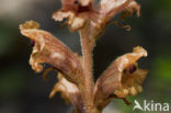 Common Broomrape (Orobanche minor)