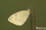 Klein koolwitje (Pieris rapae)