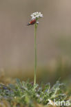 Klein tasjeskruid (Teesdalia nudicaulis)