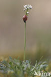 Klein tasjeskruid (Teesdalia nudicaulis)
