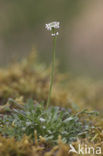 Klein tasjeskruid (Teesdalia nudicaulis)