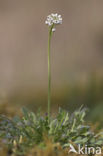 Klein tasjeskruid (Teesdalia nudicaulis)