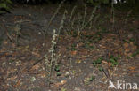 Small-leaved Helleborine (Epipactis microphylla)