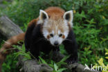 Kleine panda (Ailurus fulgens) 