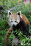 Kleine panda (Ailurus fulgens) 