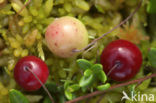 Small Cranberry (Oxycoccus palustris)