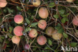 Small Cranberry (Oxycoccus palustris)