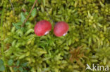 Small Cranberry (Oxycoccus palustris)