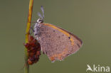 Small Copper (Lycaena phlaeas)