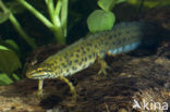 Kleine watersalamander (Triturus vulgaris)
