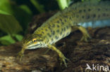 Kleine watersalamander (Triturus vulgaris)