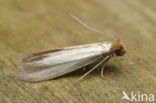 webbing clothes moth (Tineola bisselliella)