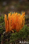 Kleverig koraalzwammetje (Calocera viscosa)