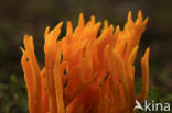 Kleverig koraalzwammetje (Calocera viscosa)