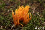 Kleverig koraalzwammetje (Calocera viscosa)