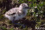 Pied Avocet (Recurvirostra avosetta)