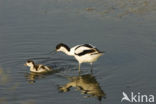 Pied Avocet (Recurvirostra avosetta)