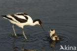 Pied Avocet (Recurvirostra avosetta)