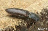 Kniptor (Athous haemorrhoidalis)