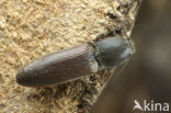 Kniptor (Athous haemorrhoidalis)