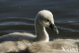 Knobbelzwaan (Cygnus olor)