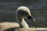 Knobbelzwaan (Cygnus olor)