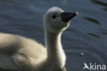 Knobbelzwaan (Cygnus olor)