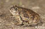 Common Spadefoot Toad (Pelobates fuscus)