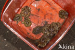 Common Spadefoot Toad (Pelobates fuscus)