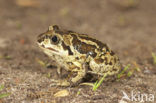 Common Spadefoot Toad (Pelobates fuscus)