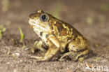Common Spadefoot Toad (Pelobates fuscus)