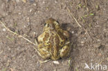Common Spadefoot Toad (Pelobates fuscus)
