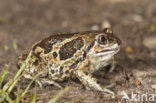 Common Spadefoot Toad (Pelobates fuscus)