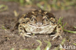 Common Spadefoot Toad (Pelobates fuscus)