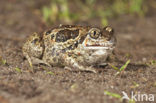 Common Spadefoot Toad (Pelobates fuscus)