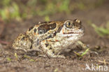 Common Spadefoot Toad (Pelobates fuscus)