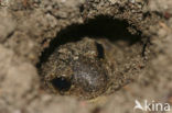 Common Spadefoot Toad (Pelobates fuscus)