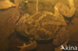 Common Spadefoot Toad (Pelobates fuscus)