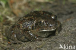 Common Spadefoot Toad (Pelobates fuscus)