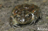 Common Spadefoot Toad (Pelobates fuscus)