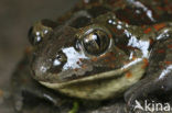 Common Spadefoot Toad (Pelobates fuscus)