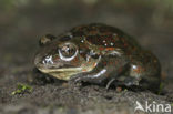Common Spadefoot Toad (Pelobates fuscus)