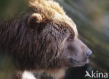 Kodiakbeer (Ursus arctos middendorffi)