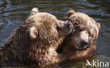 Kodiakbeer (Ursus arctos middendorffi)