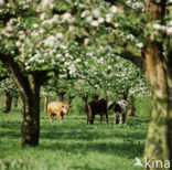 Koe (Bos domesticus)