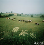 Cow (Bos domesticus)