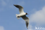 Black-headed Gull (Larus ridibundus)