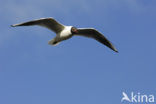 Black-headed Gull (Larus ridibundus)