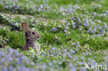 Rabbit (Oryctolagus cuniculus) 